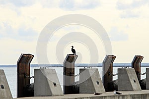 Great Cormorant resting along the Sado River in Troia, Portugal