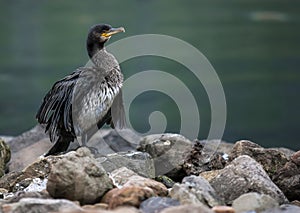 Great Cormorant in Seydisfjordur
