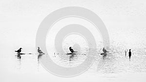 5 Great Cormorant sitting in a row