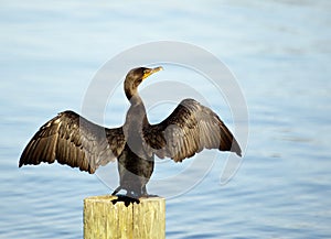 Great Cormorant Spreadings its Wings