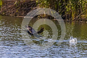 Great Cormorant, starts from the lake surface surrounded by splashing water droplets in backlight
