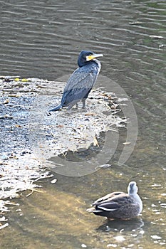 Great cormorant in the stream.