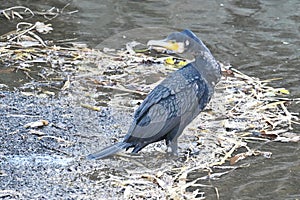 Great cormorant in the stream.