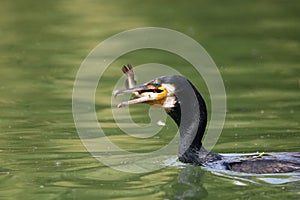 Great Cormorant trowing a fish in the air. Great Cormorant catching fish