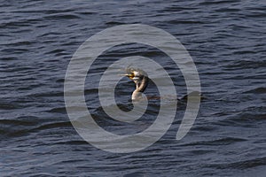 Great cormorant swimming in river and eating fish