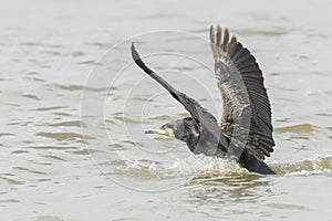 Great cormorant take off