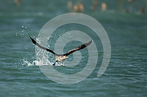 Great Cormorant takeoff, Bahrain