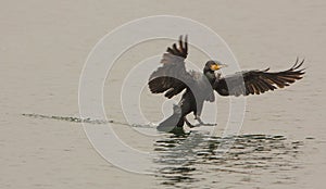 Great Cormorant taking down
