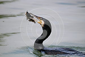 Great Cormorant trowing a fish in the air. Great Cormorant catching fish