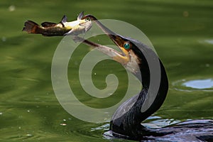 Great Cormorant trowing a fish in the air. Great Cormorant catching fish