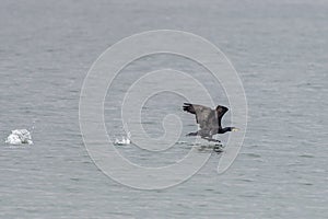 Great cormorant walking above the water to start at natural reserve of wattenmeer in Germany