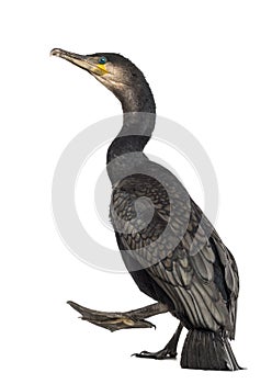 Great Cormorant walking, Phalacrocorax carbo photo