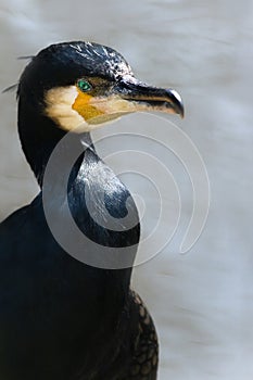 Great cormorant at the waterside