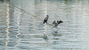 Great cormorants in Fethiye, Turkey