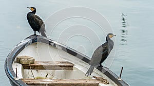 Great cormorants in Fethiye, Turkey