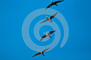 Great cormorants (Phalacrocorax carbo) flying in the sky photo