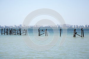 Great cormorants (Phalacrocorax carbo) sitting on wooden pillars