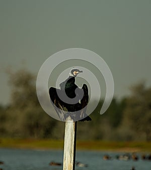 Great cormorants photo from marmoom photo