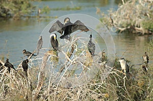 Great cormorants, reed cormorants and black-crowned night heron.