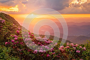 The Great Craggy Mountains along the Blue Ridge Parkway in North Carolina, USA with Catawba Rhododendron