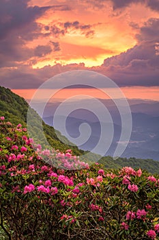 The Great Craggy Mountains along the Blue Ridge Parkway in North Carolina, USA with Catawba Rhododendron