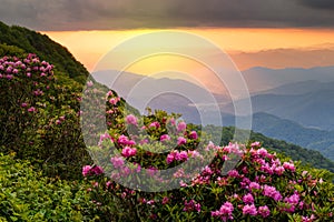 The Great Craggy Mountains along the Blue Ridge Parkway in North Carolina, USA with Catawba Rhododendron