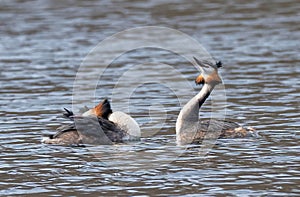 Great Creasted Grebes display dance.
