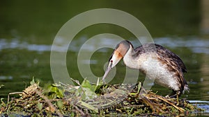 Great Crest Grebe (Podiceps cristatus)