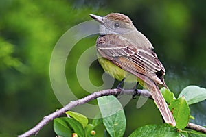Great-Crested Flycatcher