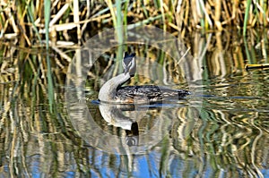 Great crested grebe