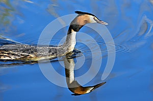 Great crested grebe