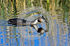 Great crested grebe