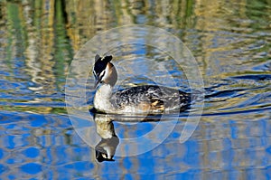 Great crested grebe