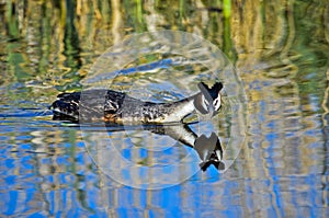 Great crested grebe