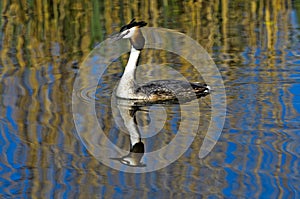 Great crested grebe