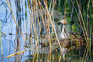 Great Crested Grebe