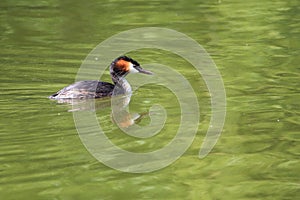 Great crested grebe