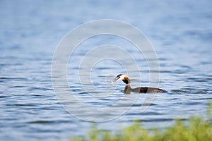 Great crested grebe