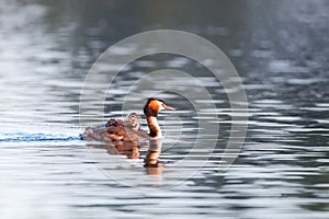 Great crested grebe