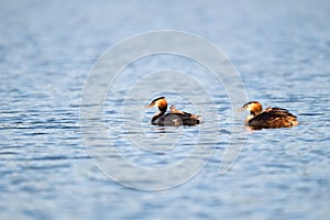 Great crested grebe