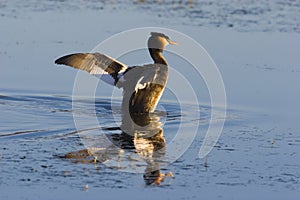 Great crested Grebe