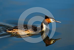 Great Crested Grebe