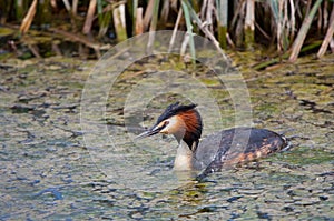 Great Crested Grebe