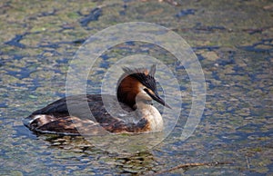 Great Crested Grebe