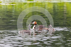 Great crested grebe