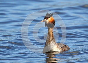 Great Crested Grebe