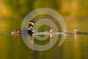 Great Crested Grebe