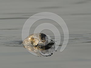 Great Crested Grebe