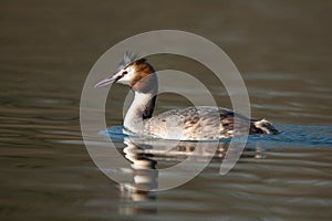 Great crested grebe