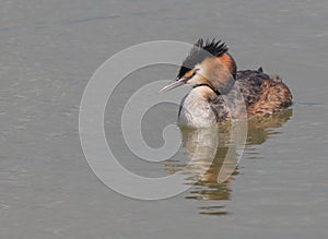 Great Crested Grebe